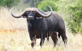 buffallo